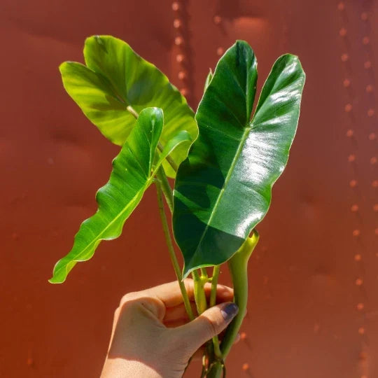 Burle Marx Philodendron Cutting | Air Roots with Multiple Nodes | Indoor/Outdoor Plant | Philodendron 'Burle Marx'