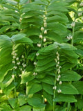 True Solomon Seal Plants - 8 Pack - Polygonatum biflorum - Perennial Shade Garden Plants