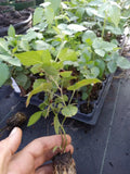 Thornless Blackberry Plant 1 Gallon 'Chester' Non-GMO Pesticide-Free Rubus fruticosus