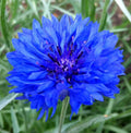 Dwarf Blue Bachelor Button Seeds - 400+ Cornflower Flower Garden - Centaurea Cyanus