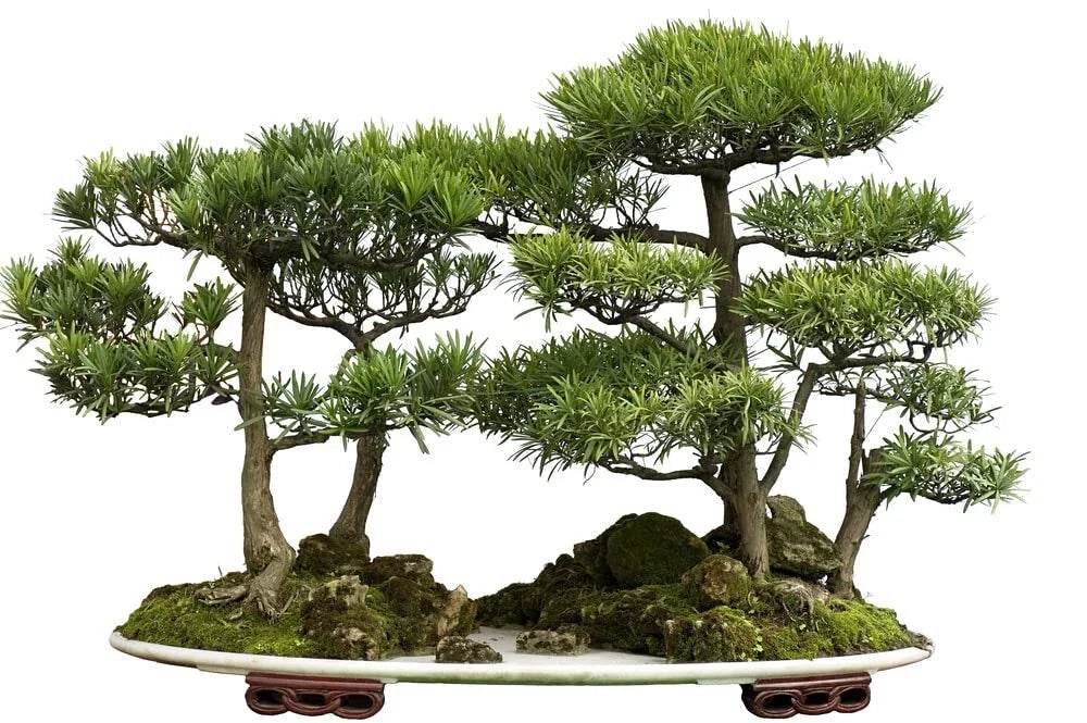 Bonsai Tree Seeds - Western Red Cedar - 30 Seeds - Thuja plicata - Ideal for Beginners and Gardening Enthusiasts