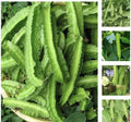 Winged Bean Seeds - 50+ Pack, Asparagus Pea, Pallang, Four Angled Bean, Dau Rong, High Germination Rate