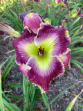 Mixed Daylilies - (50) Bare Root Plants - Premium Varieties for Garden - Hemerocallis