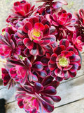 Rare Aeonium Medusa Cutting 5.5"-6" Variegated Succulent Plant, Unique Indoor/Outdoor Decor, Perfect for Collectors