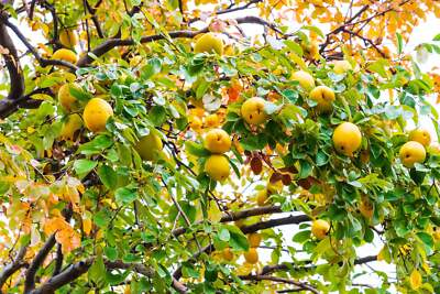 Dwarf Quince Fruit Seeds – 20 Seeds for Indoor or Outdoor Growing