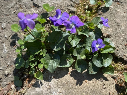 50 Wild Purple Violet Bulbs - Native Viola Rhizomes for Planting, Freshly Dug