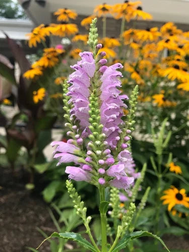 30 Bare Root Obedient Plants - Lavender Flowers - Physostegia Virginiana - Organically Grown Perennials for Garden
