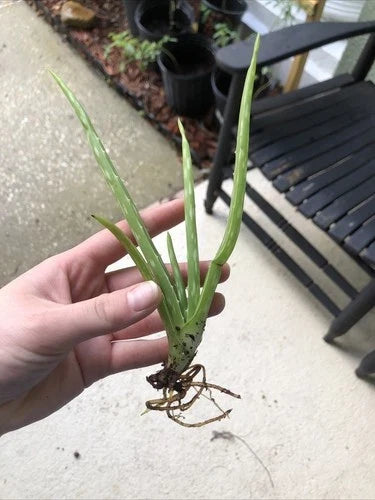 Aloe Vera Plant 7-8" Bare Root Edible Medicinal Herb (Aloe Barbadensis Miller) for Home Gardening and Healing