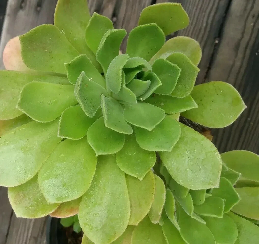 Aeonium arboreum Cuttings - 2 Fresh Tree Aeonium Succulent Cuttings for Pots & Gardens