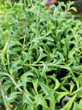 String of Dolphins Cuttings - Senecio peregrinus Prop Cup | Live Succulent Cuttings