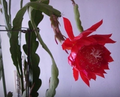 Orchid Cactus Epiphyllum Cuttings – 2 Unrooted 8-Inch Big Red Flower Variety