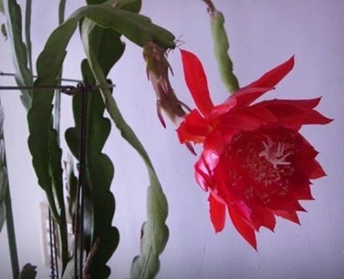 Orchid Cactus Epiphyllum Cuttings – 2 Unrooted 8-Inch Big Red Flower Variety