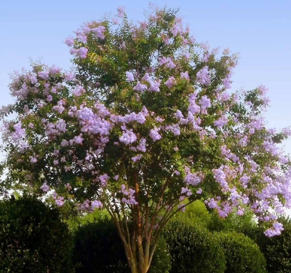 Purple Crepe Myrtle Cuttings - 8+ Fresh 8"+ Lilac-Purple Blooms | Easy Rooting