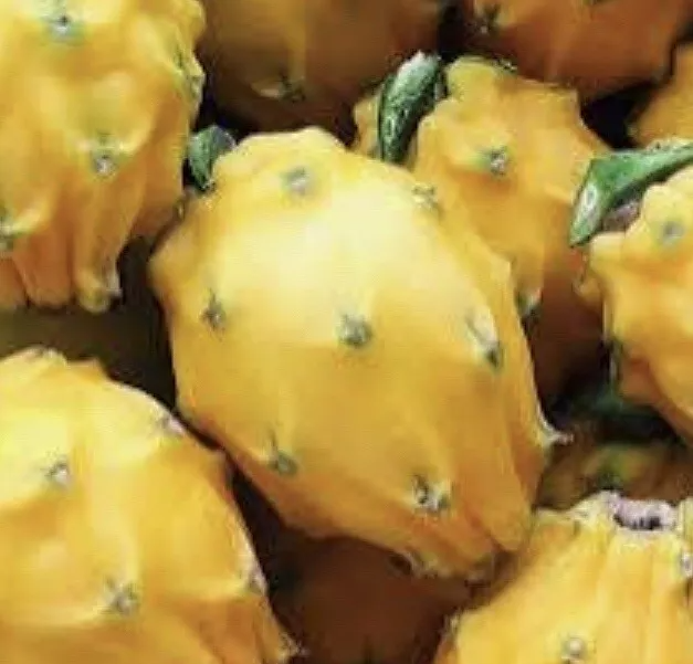 Yellow Dragon Fruit Palora Cutting (Hylocereus megalanthus) – 8–12" Unrooted Live Cutting