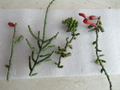 Christmas Cholla Cactus Cuttings (Cylindropuntia leptocaulis) – 4 Unrooted Cuttings