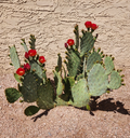 Opuntia Fruit Punch Prickly Pear - 1 Live Cactus Pad Cutting for Rooting