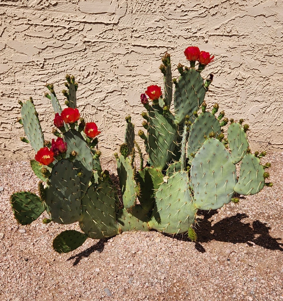 Opuntia Fruit Punch Prickly Pear - 1 Live Cactus Pad Cutting for Rooting