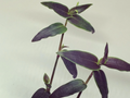 Moringa oleifera Seeds – 50 Fresh Drumstick Tree Seeds for Warm Climate Gardens