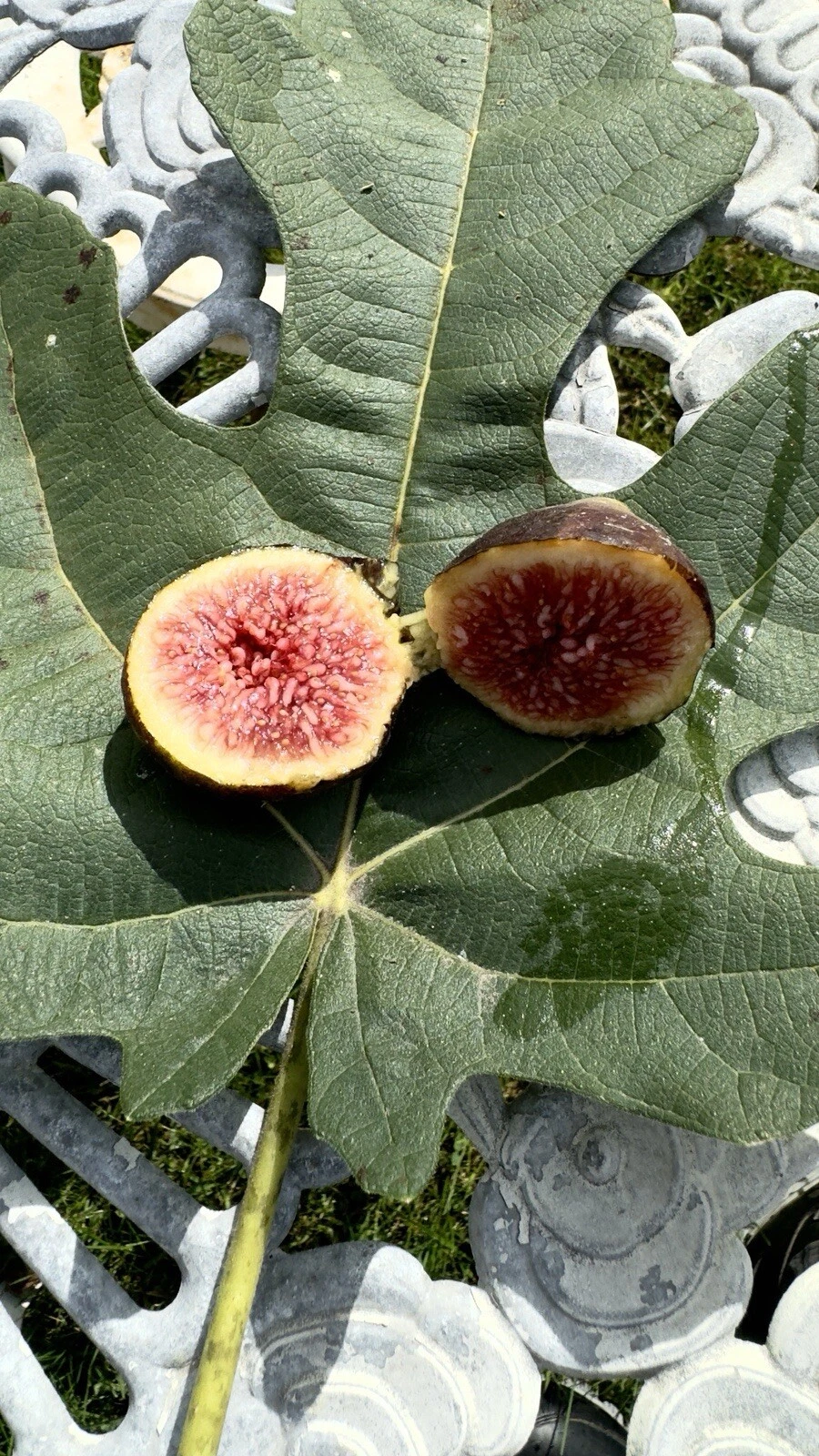 Brown Turkey Fig Cuttings - 8 Unrooted Ficus carica Cuttings for Propagation