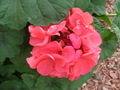 Zonal Geranium Cuttings (Pelargonium) – 4 Unrooted 4" Garden Pelargonium Stems