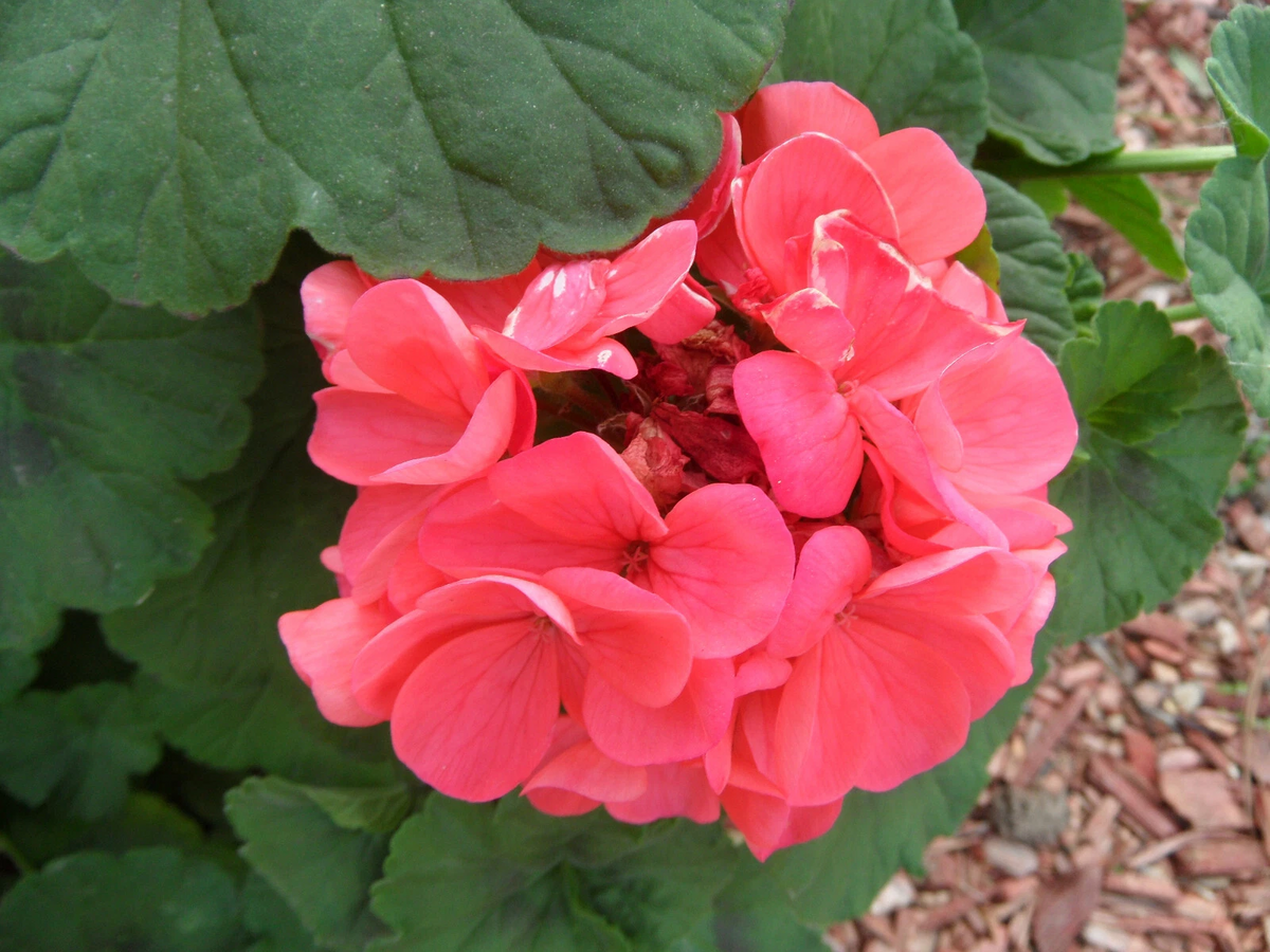 Zonal Geranium Cuttings (Pelargonium) – 4 Unrooted 4" Garden Pelargonium Stems