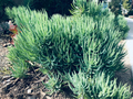 Senecio vitalis Cuttings - 9x 6" Blue Chalk Fingers Blue Serpents Succulent Cuttings