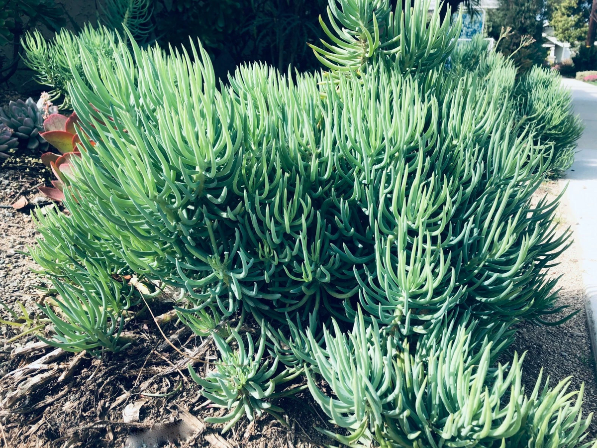Senecio vitalis Cuttings - 9x 6" Blue Chalk Fingers Blue Serpents Succulent Cuttings