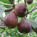 Fig Tree Cutting – 10" Live Ficus carica Unrooted Cutting for Easy Rooting