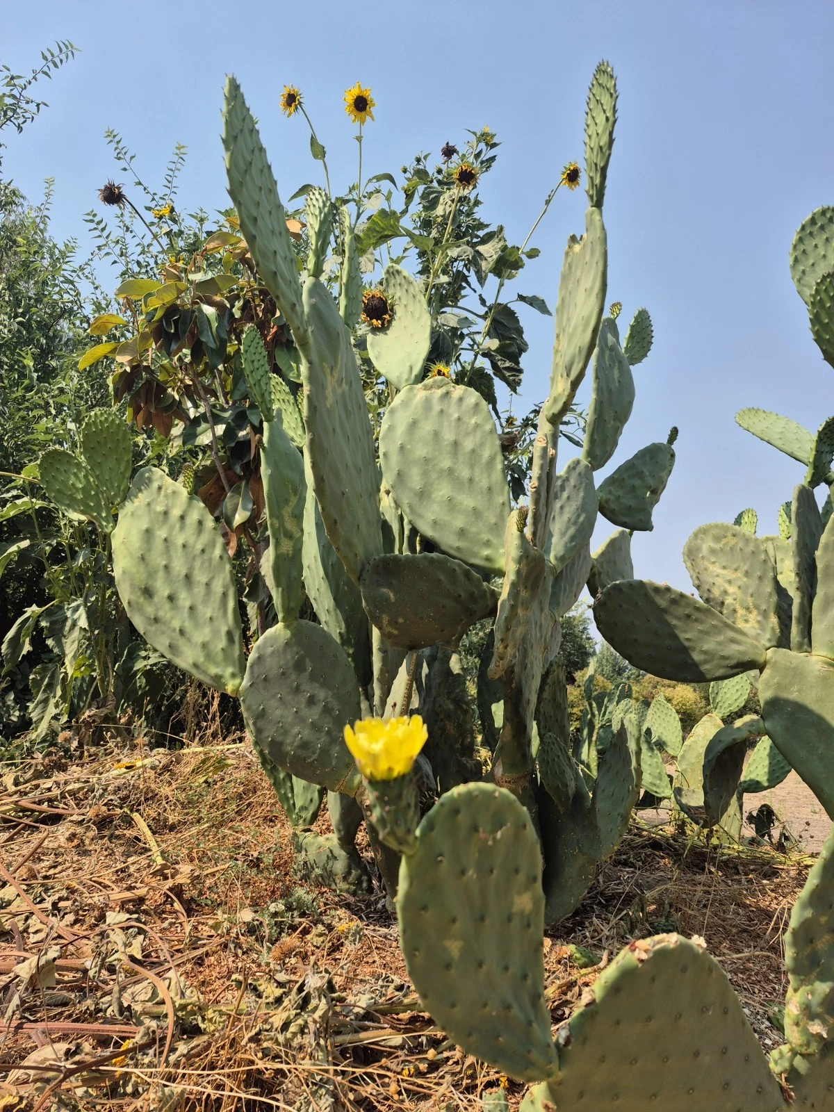 Prickly Pear Cactus Pads – 6–10" Opuntia ficus-indica Cuttings, Live Cactus Pads for Planting