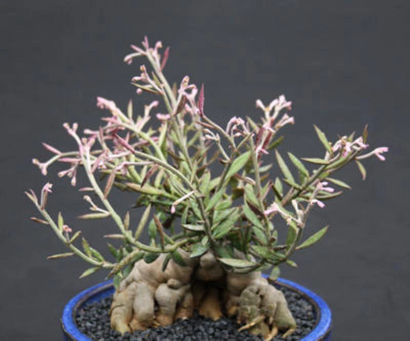 Monadenium rubellum Seeds – 25 Caudex-Succulent Seeds for Indoor Bonsai Display