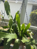 Rooted Epiphyllum Orchid Cactus Cuttings - 2x 10"+ Rooted Starters (Orchid Cactus) - Bloom Color Unknown
