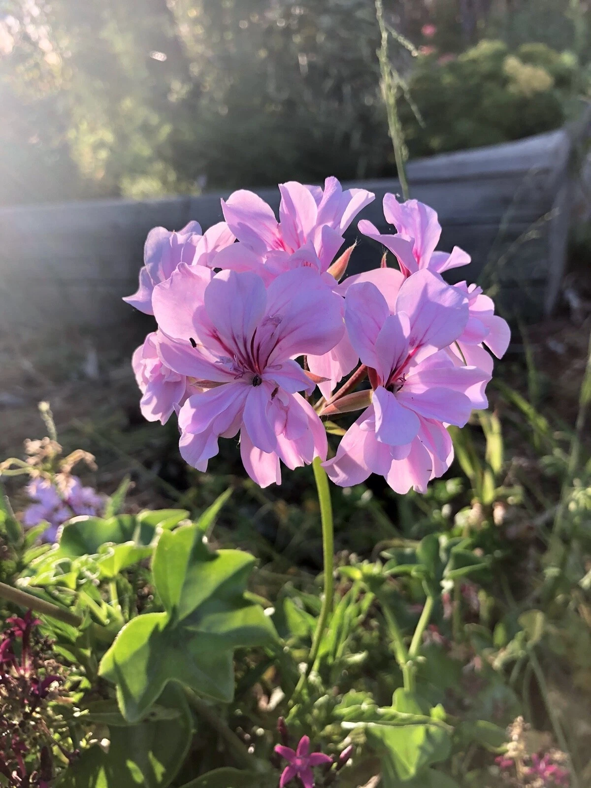 Pelargonium peltatum Lavender Ivy Geranium – 2 Live 6" Trailing Cuttings