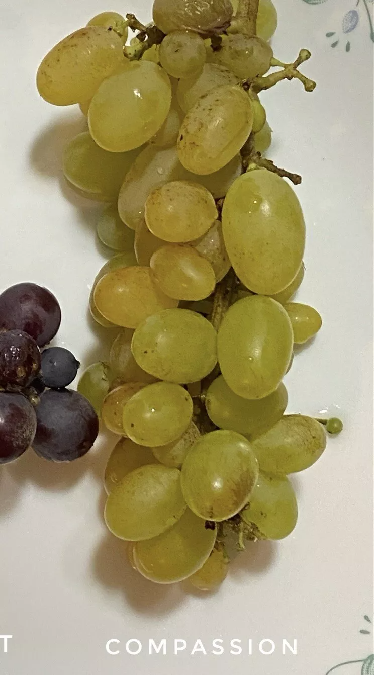 Compassion Grape Cuttings - 4 x 2–3 Node Live Vine Cuttings for Rooting or Grafting