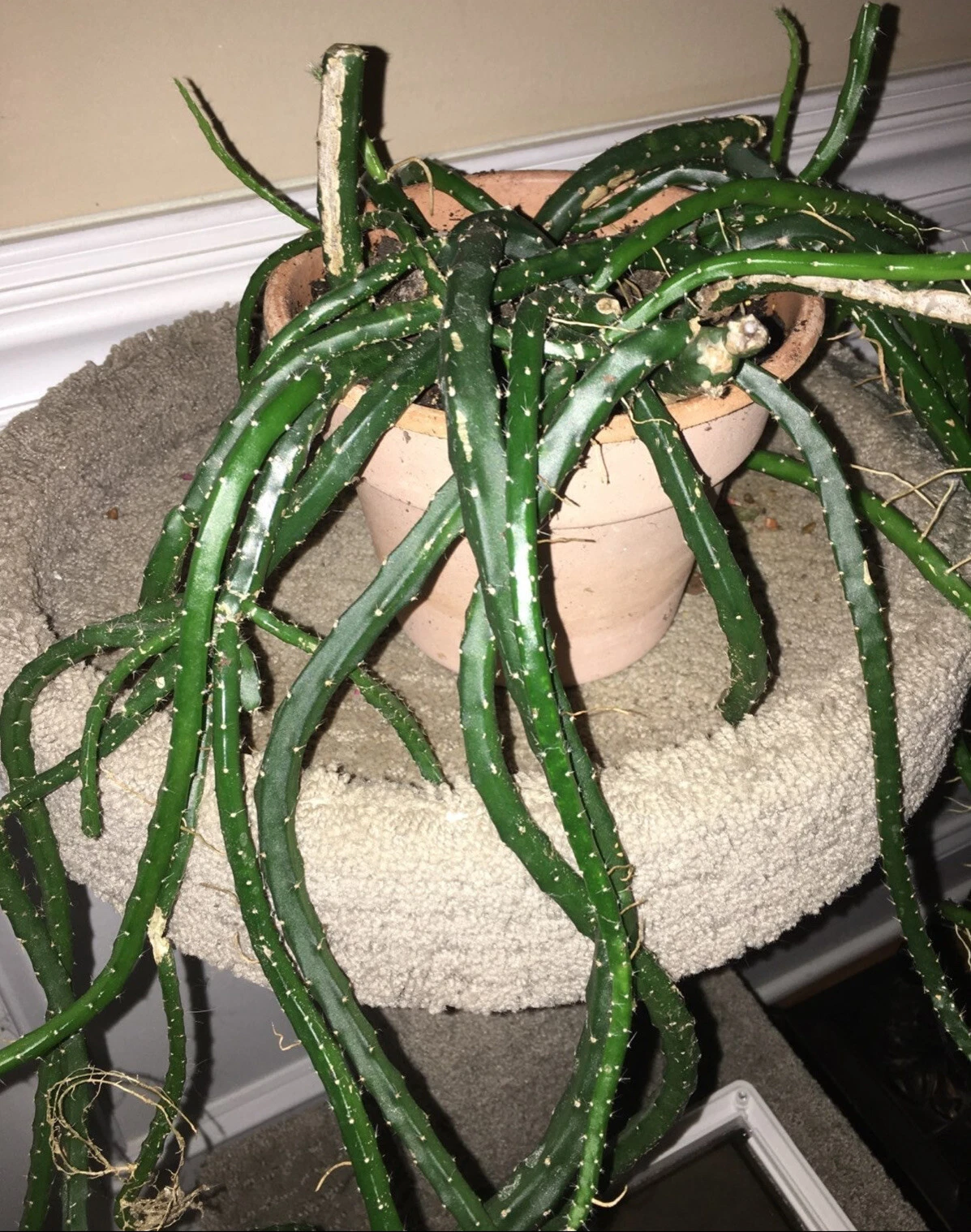 Snake Cactus Cuttings - 10 Fresh Unrooted Segments Aporocactus/Rhipsalis Type