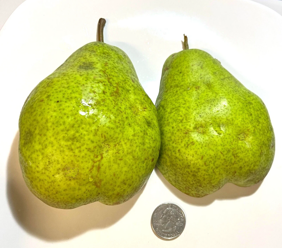 Bartlett Pear Cuttings – 6+3 Bartlett Pear Scion Wood for Grafting, Unrooted