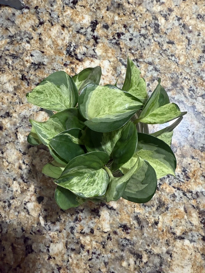 Manjula Pothos Cuttings – 6 Unrooted 1-Node Epipremnum aureum ‘Manjula’