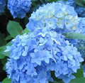 Blue Hydrangea Cuttings Bundle - 10 Fresh Cuttings + 1 Rooted Cutting, Hydrangea macrophylla