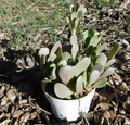 Senecio jacobsenii Purple Trailing Jade — Purple Trailing Jade Cutting / Starter Plant