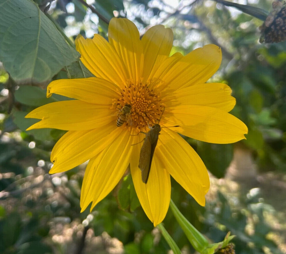 Mexican Sunflower (Tithonia diversifolia) - 8 Fresh 9" Live Cuttings