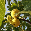 Burbank Yellow Fig Cuttings - 2 Unrooted Propagation Wood