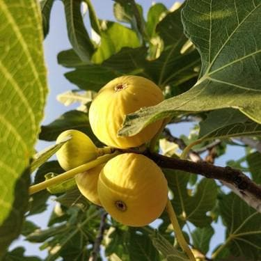 Burbank Yellow Fig Cuttings - 2 Unrooted Propagation Wood
