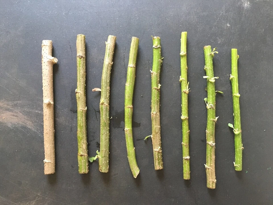Mexican Sunflower Cuttings (Tithonia diversifolia) – 12 Unrooted Cuttings for Green Fertilizer & Ornamental Flowering