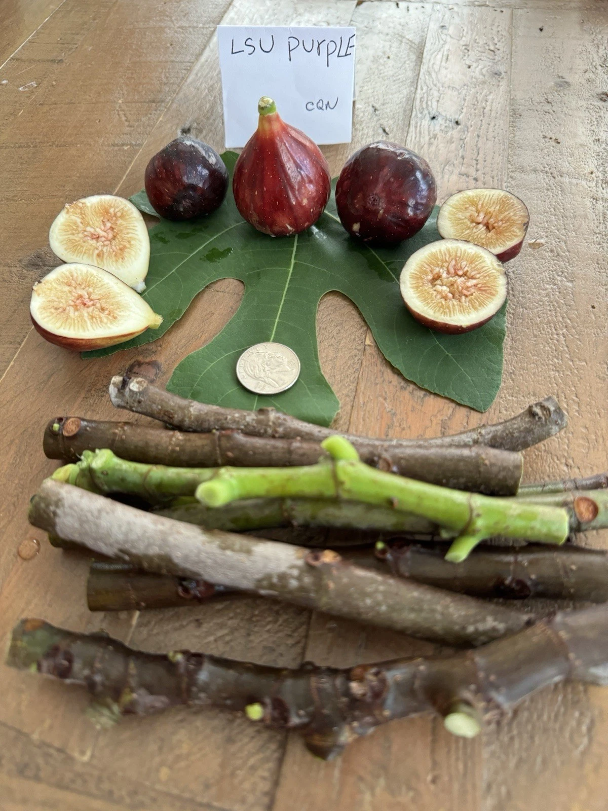 LSU Purple Fig Cuttings – 4 Unrooted Ficus carica Propagation Cuttings