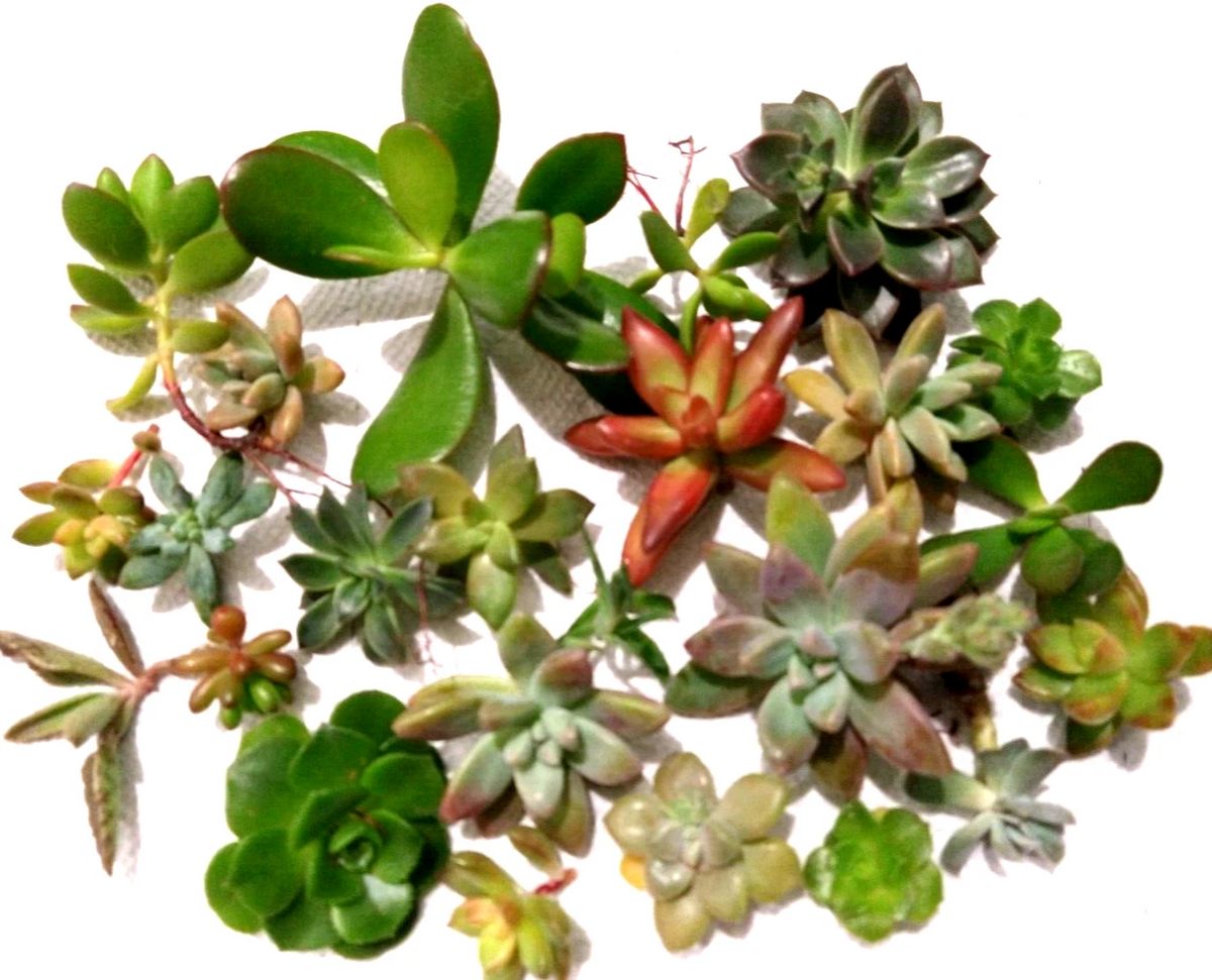 Assorted Succulent Cuttings Lot – 15 Live Unrooted Cuttings for Propagation