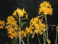 Epidendrum Orchid Cuttings - 2 Live Dark Yellow Cane Orchids, 10–12 inches (Bare Cuttings)