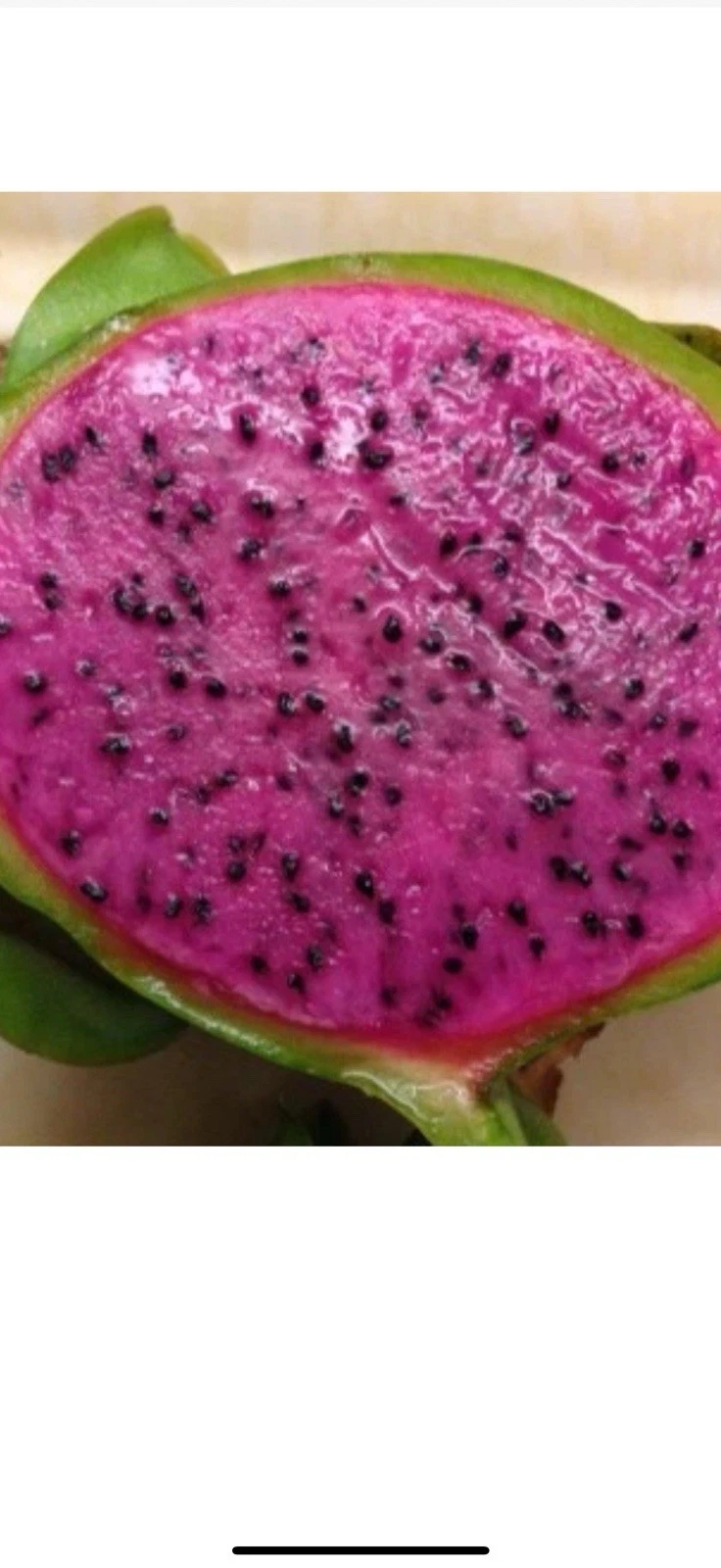 Dragon Fruit Cuttings – 2 Unrooted Cuttings, 10" Each – Pitaya Starter Plants