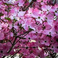 Pink Dogwood Cornus florida Cuttings - 10 Live Unrooted Cuttings for Propagation