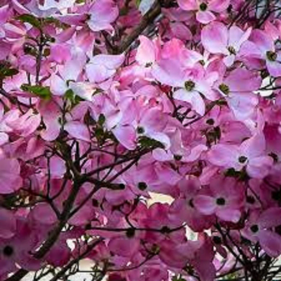 Pink Dogwood Cornus florida Cuttings - 10 Live Unrooted Cuttings for Propagation
