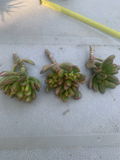Crassula ovata 'Gollum' – 3 Live Jade Cuttings (Ogre Ear / Hobbit Jade) Easy Succulent for Pots & Bonsai