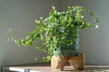 Creeping Fig Ficus pumila Unrooted Cuttings — Set of 5